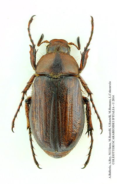 Rhizotrogus maculicollis, maschio